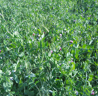 Triticale plus peas